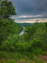Plants growing on land against sky