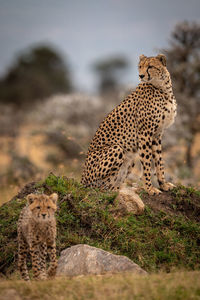 Cheetah in zoo