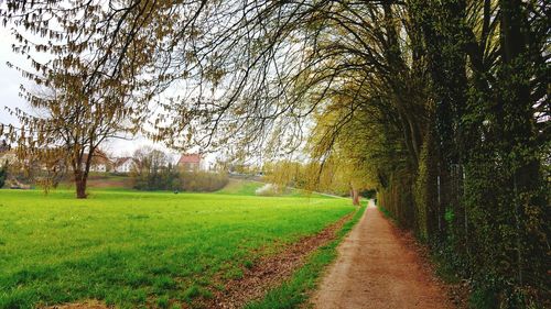 Footpath leading towards trees