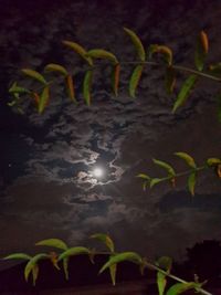 Close-up of tree at night