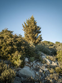 Low angle view of trees against clear blue sky