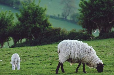 Sheep grazing in a field