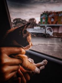 Close-up of a kitten looking outside from a car window 