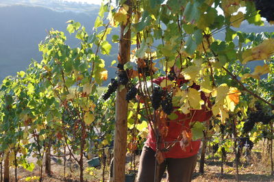 Full frame shot of apple tree in vineyard