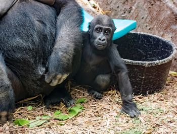 High angle view of infant with gorilla