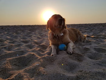 Dog on beach during sunset