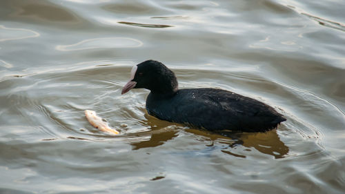 High angle view of duck swimming in lake