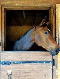 Horse in stable