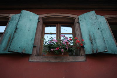 Low angle view of flowers on window