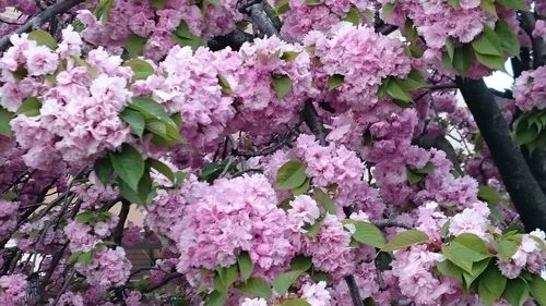Close-up of pink flowers