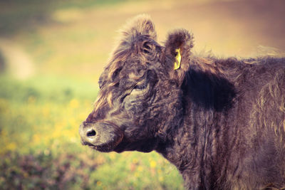 Close-up of a belted galloway on field