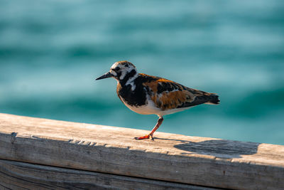 Close-up of bird perching on retaining wall