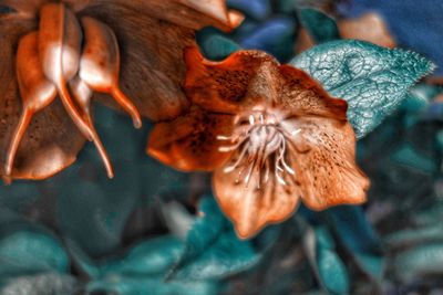 Close-up of wilted flower