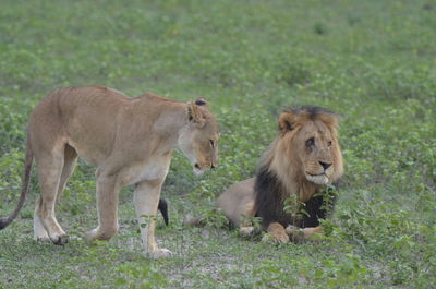 View of two cats on ground