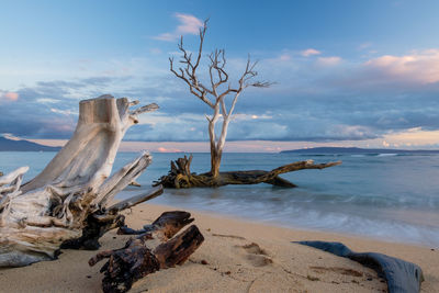 Driftwood on beach against sky