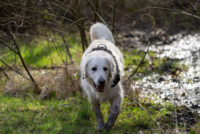 Golden retriever forest walk