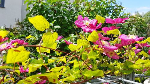 Close-up of pink flowering plants