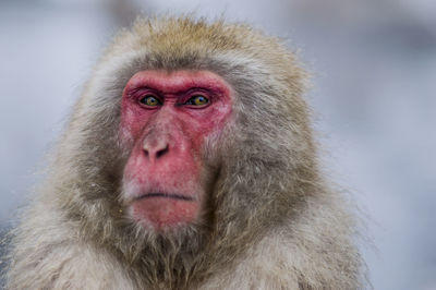 Portrait of a monkey