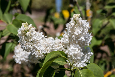 Close-up of white flowering plant