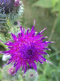 Close-up of purple thistle blooming outdoors