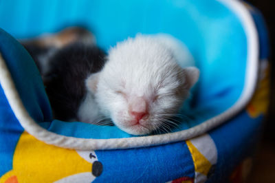 Close-up of cat sleeping