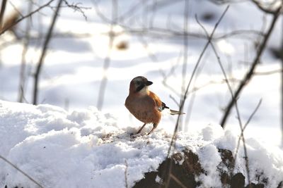 Close-up of bird perching on frozen during winter