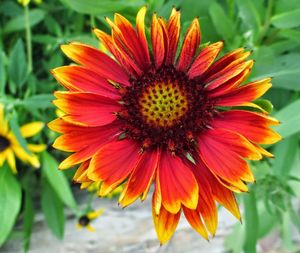 Close-up of yellow flower
