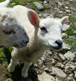 Sheep grazing on field