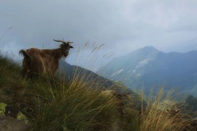 View of a goat on mountains