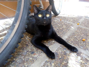 High angle portrait of black cat sitting on floor