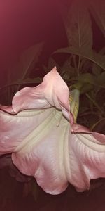 Close-up of white rose on leaves