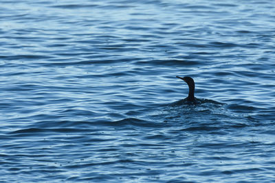 View of duck swimming in sea