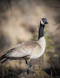 Close-up of a bird on field