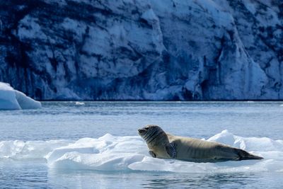 Seal resting on an ice floe in front of a melting glacier 