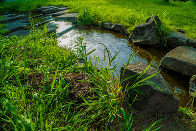 High angle view of grass by river