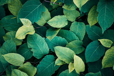 Close-up of leaves