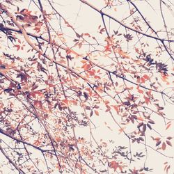 Low angle view of tree against sky