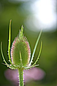 Close-up of flower plant