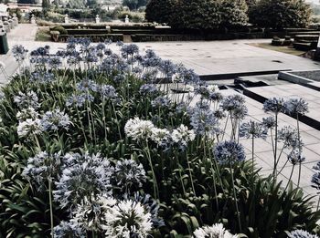 Close-up of flowering plants in park