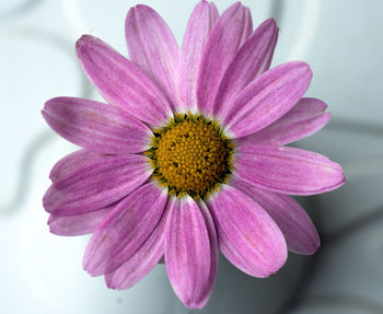 Close-up of pink flower