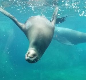 Sea lion playing in the water.