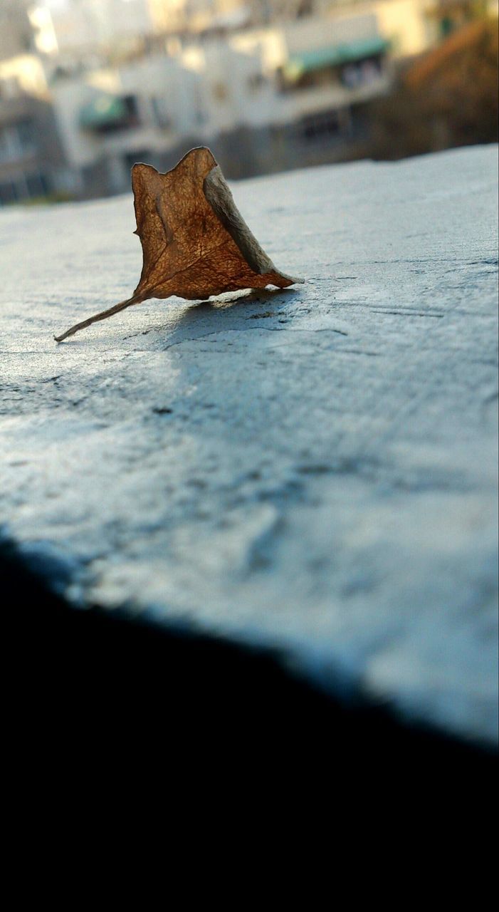 selective focus, focus on foreground, close-up, surface level, textured, nature, tranquility, wood - material, outdoors, rough, natural pattern, day, no people, sunlight, water, rock - object, beauty in nature, pattern, detail, wood