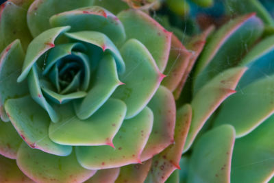 Close-up of succulent plant