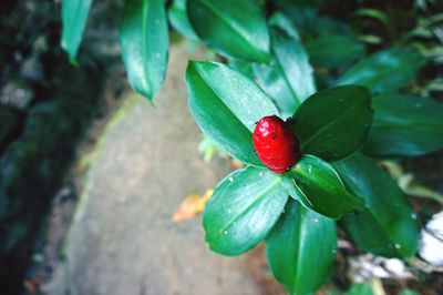 High angle view of cherries on plant