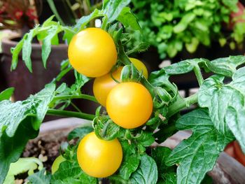 Close-up of oranges growing on plant