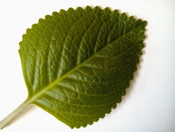 Close-up of fresh green leaves against white background