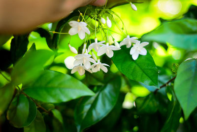 Close-up of white flowering plant