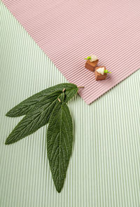 High angle view of green leaves on plant