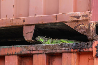Low angle view of lizard on rusty metal