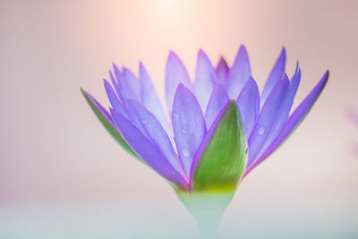 The appearance of a purple lotus flower is a beautiful symbol of buddhism.